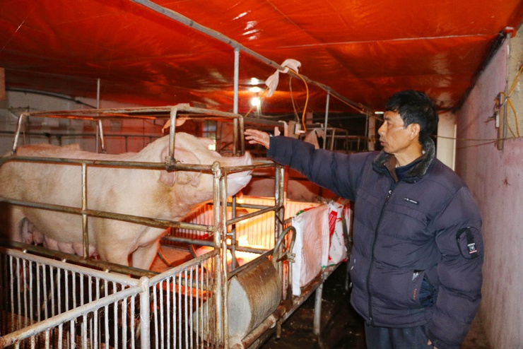 Chủ động phòng, chống đói rét cho đàn vật nuôi- Ảnh 4.