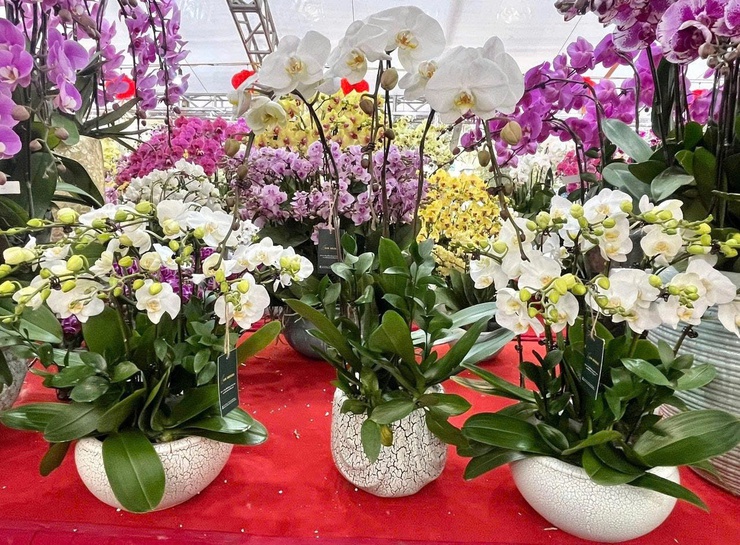 PHƯỜNG PHƯƠNG LIỆT TỔ CHỨC CHỢ HOA XUÂN PHỤC VỤ TẾT NGUYÊN ĐÁN BÍNH NGỌ 2026- Ảnh 1.