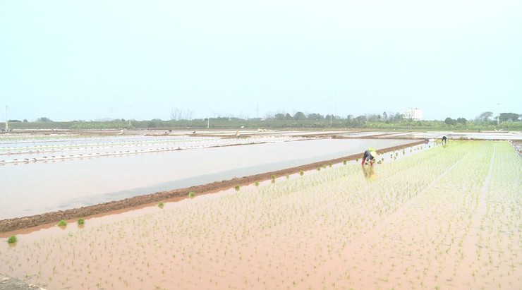 Nông dân Phúc Lộc hăng hái xuống đồng cấy lúa vụ xuân 2026- Ảnh 5.
