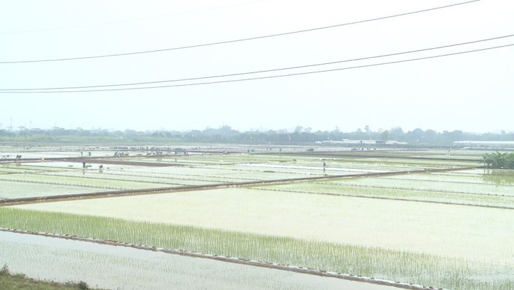 Nông dân Phúc Lộc hăng hái xuống đồng cấy lúa vụ xuân 2026- Ảnh 4.