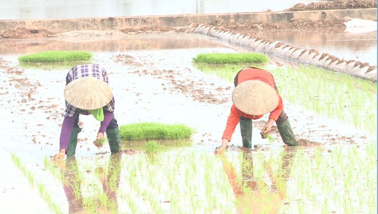 Nông dân Phúc Lộc hăng hái xuống đồng cấy lúa vụ xuân 2026- Ảnh 3.