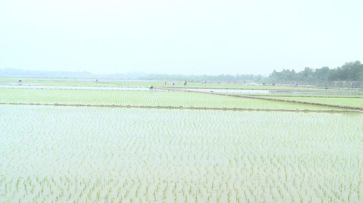 Nông dân Phúc Lộc hăng hái xuống đồng cấy lúa vụ xuân 2026- Ảnh 2.