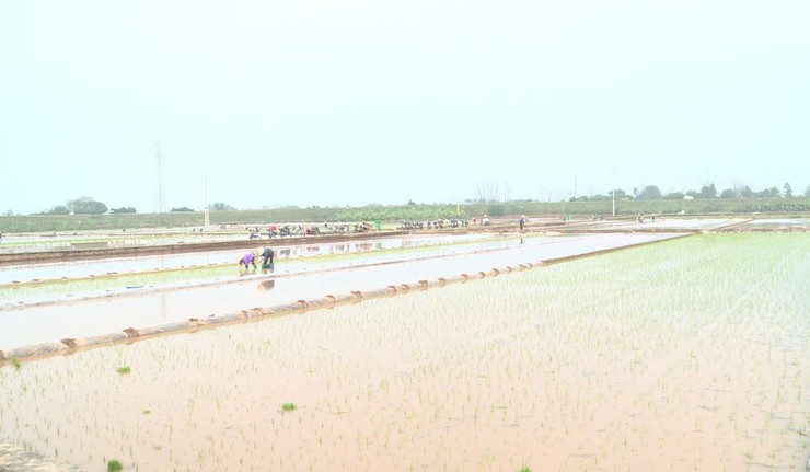 Nông dân Phúc Lộc hăng hái xuống đồng cấy lúa vụ xuân 2026- Ảnh 1.