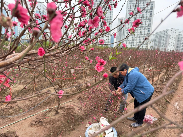 QUẤT, ĐÀO ĐÔNG NGẠC NHỘN NHỊP NHỮNG NGÀY CẬN TẾT- Ảnh 1.