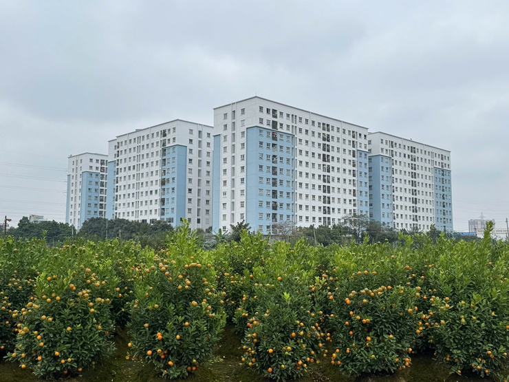 QUẤT, ĐÀO ĐÔNG NGẠC NHỘN NHỊP NHỮNG NGÀY CẬN TẾT- Ảnh 4.