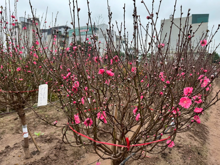 QUẤT, ĐÀO ĐÔNG NGẠC NHỘN NHỊP NHỮNG NGÀY CẬN TẾT- Ảnh 6.