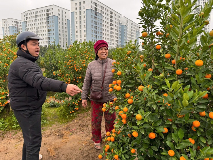 QUẤT, ĐÀO ĐÔNG NGẠC NHỘN NHỊP NHỮNG NGÀY CẬN TẾT- Ảnh 3.