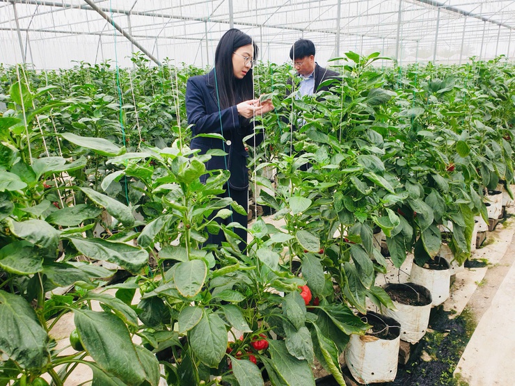 HĐND xã khảo sát công tác sản xuất vụ Xuân trên địa bàn- Ảnh 1.