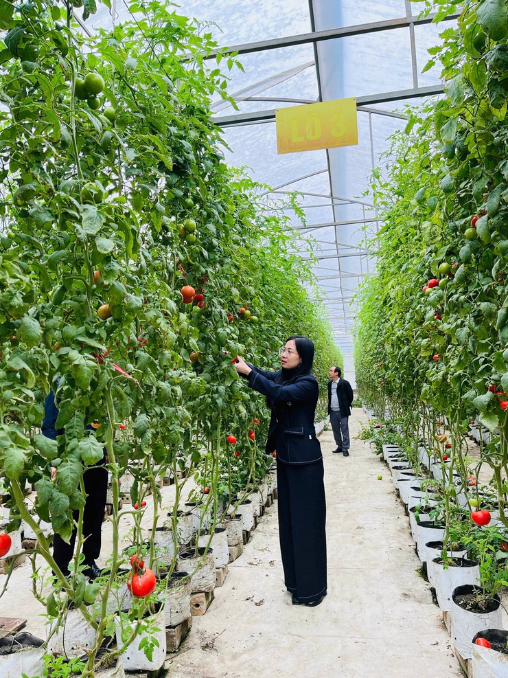 HĐND xã khảo sát công tác sản xuất vụ Xuân trên địa bàn- Ảnh 2.