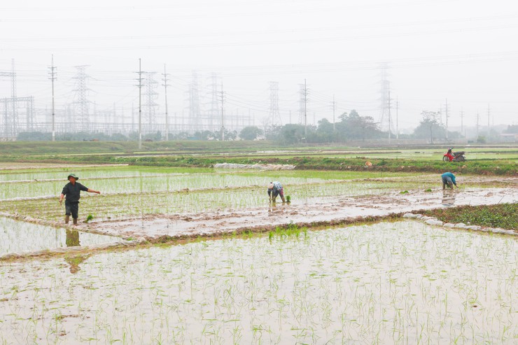 ĐỒNG CHÍ CHỦ TỊCH UBND XÃ QUỐC OAI KIỂM TRA THỰC TẾ SẢN XUẤT VỤ XUÂN NĂM 2026- Ảnh 10.