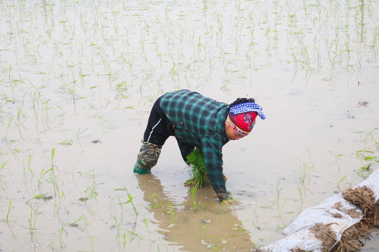 ĐỒNG CHÍ CHỦ TỊCH UBND XÃ QUỐC OAI KIỂM TRA THỰC TẾ SẢN XUẤT VỤ XUÂN NĂM 2026- Ảnh 11.