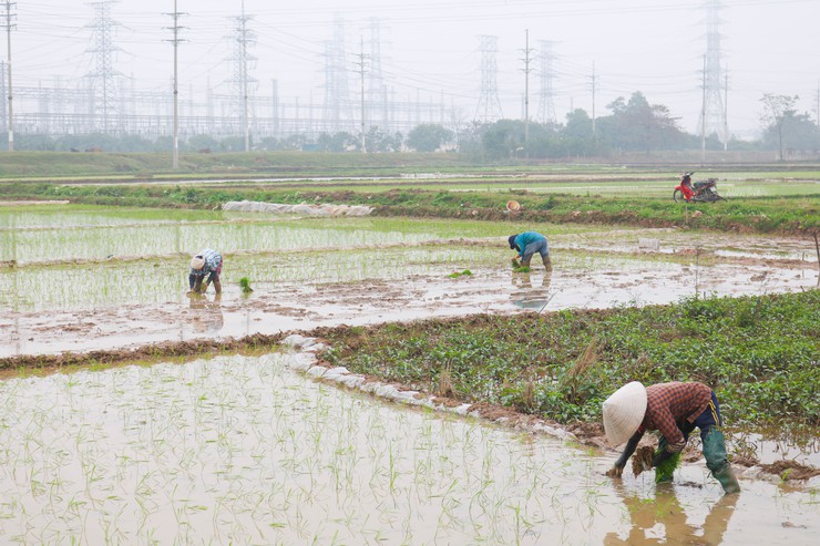 ĐỒNG CHÍ CHỦ TỊCH UBND XÃ QUỐC OAI KIỂM TRA THỰC TẾ SẢN XUẤT VỤ XUÂN NĂM 2026- Ảnh 12.