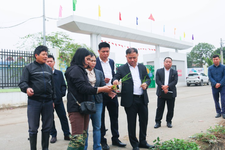 ĐỒNG CHÍ CHỦ TỊCH UBND XÃ QUỐC OAI KIỂM TRA THỰC TẾ SẢN XUẤT VỤ XUÂN NĂM 2026- Ảnh 2.