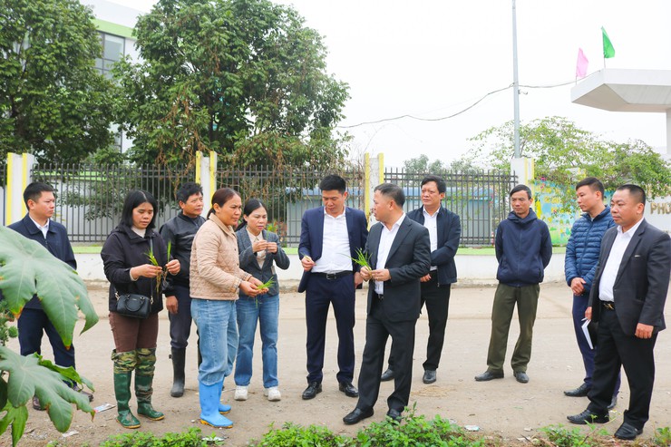 ĐỒNG CHÍ CHỦ TỊCH UBND XÃ QUỐC OAI KIỂM TRA THỰC TẾ SẢN XUẤT VỤ XUÂN NĂM 2026- Ảnh 3.