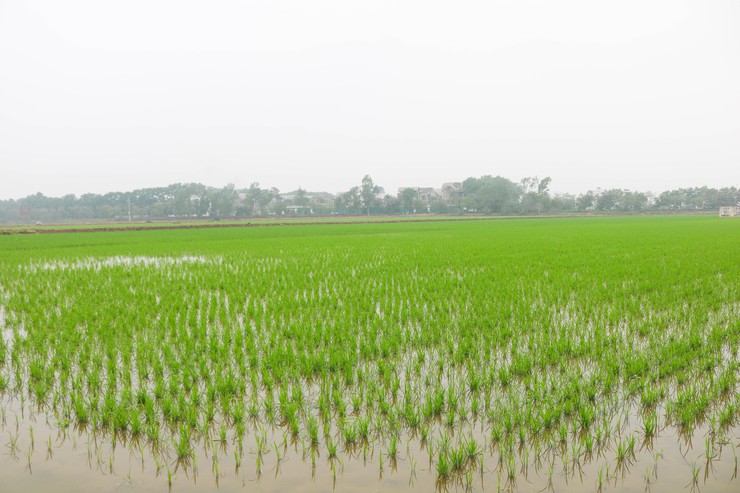 ĐỒNG CHÍ CHỦ TỊCH UBND XÃ QUỐC OAI KIỂM TRA THỰC TẾ SẢN XUẤT VỤ XUÂN NĂM 2026- Ảnh 6.