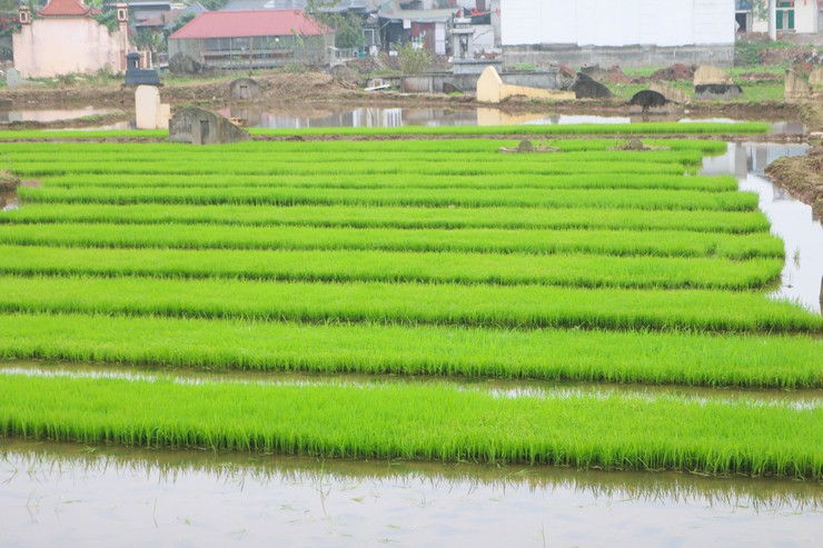 ĐỒNG CHÍ CHỦ TỊCH UBND XÃ QUỐC OAI KIỂM TRA THỰC TẾ SẢN XUẤT VỤ XUÂN NĂM 2026- Ảnh 7.