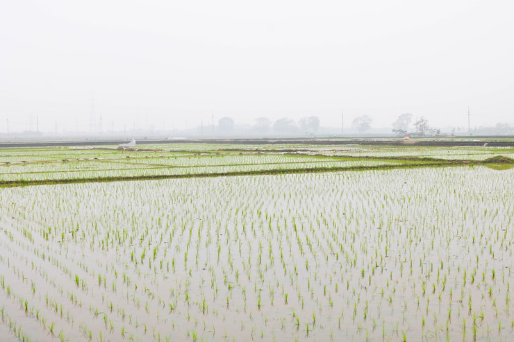 ĐỒNG CHÍ CHỦ TỊCH UBND XÃ QUỐC OAI KIỂM TRA THỰC TẾ SẢN XUẤT VỤ XUÂN NĂM 2026- Ảnh 8.