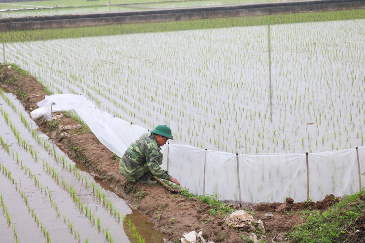 ĐỒNG CHÍ CHỦ TỊCH UBND XÃ QUỐC OAI KIỂM TRA THỰC TẾ SẢN XUẤT VỤ XUÂN NĂM 2026- Ảnh 9.