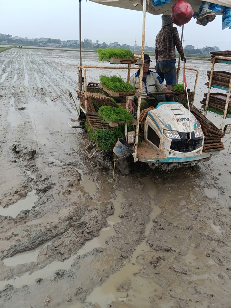 THANH OAI ĐẨY NHANH TIẾN ĐỘ GIEO CẤY, CHĂM SÓC LÚA XUÂN NĂM 2026- Ảnh 1.