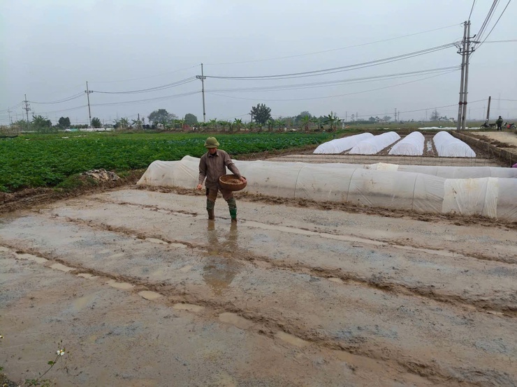 THANH OAI ĐẨY NHANH TIẾN ĐỘ GIEO CẤY, CHĂM SÓC LÚA XUÂN NĂM 2026- Ảnh 2.