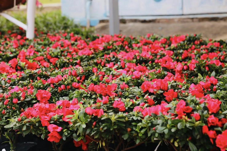 Phường Dương Nội rực rỡ cờ hoa đón mừng Xuân mới Bính Ngọ - Ảnh 5.