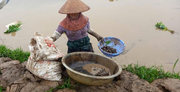 HƯỚNG DẪN 
Biện pháp phòng trừ ốc bươu vàng hại lúa xuân năm 2026- Ảnh 3.