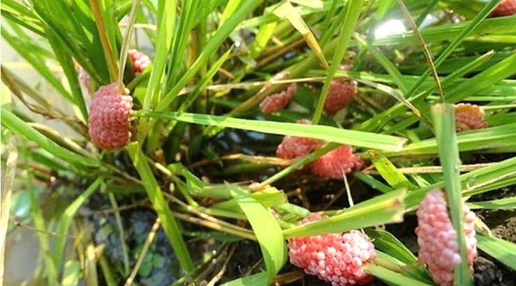 HƯỚNG DẪN 
Biện pháp phòng trừ ốc bươu vàng hại lúa xuân năm 2026- Ảnh 2.