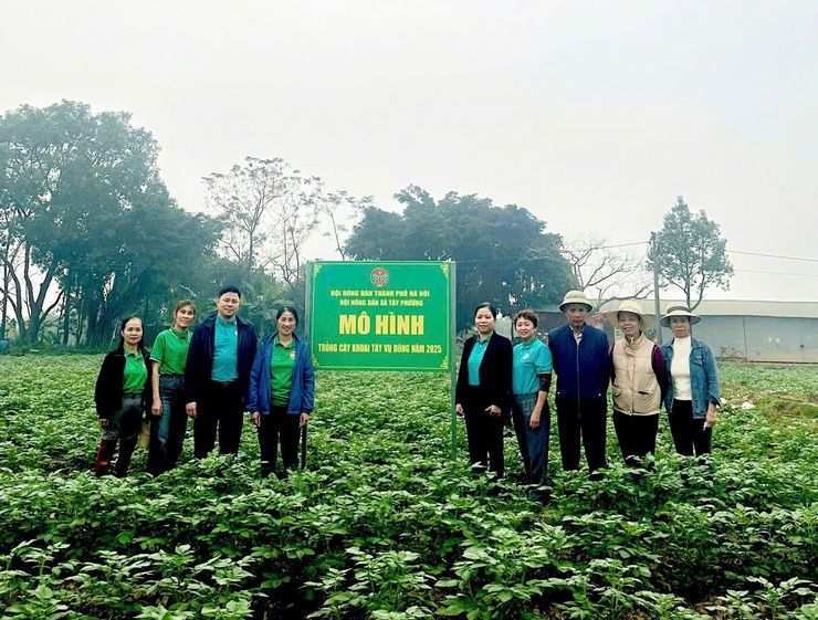 MÔ HÌNH TRỒNG KHOAI TÂY VỤ ĐÔNG Ở HƯƠNG NGẢI, XÃ TÂY PHƯƠNG- Ảnh 1.