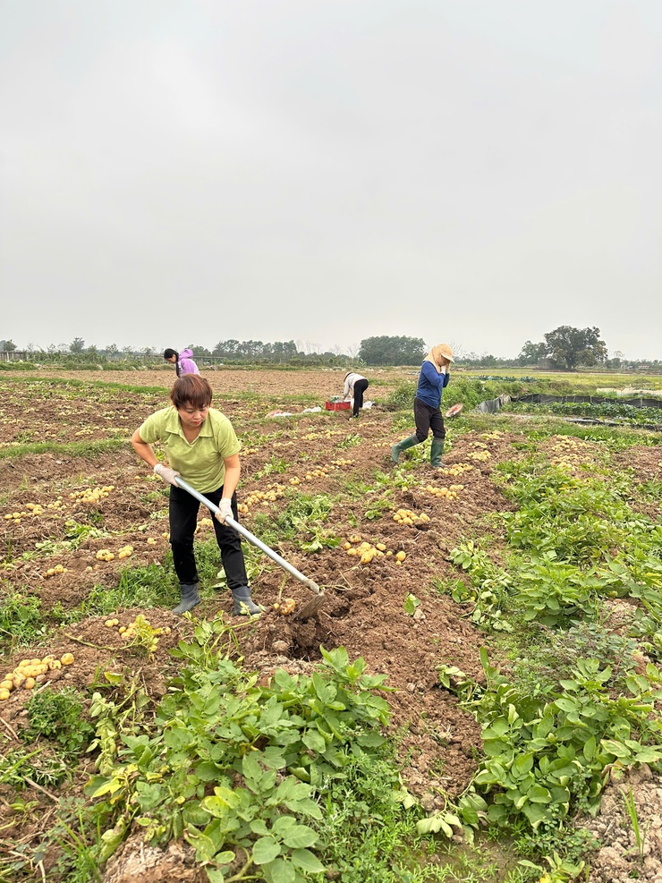 MÔ HÌNH TRỒNG KHOAI TÂY VỤ ĐÔNG Ở HƯƠNG NGẢI, XÃ TÂY PHƯƠNG- Ảnh 2.