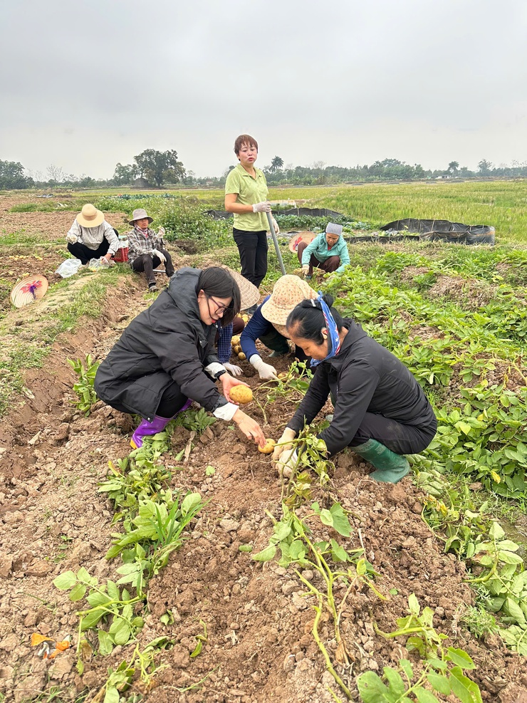 MÔ HÌNH TRỒNG KHOAI TÂY VỤ ĐÔNG Ở HƯƠNG NGẢI, XÃ TÂY PHƯƠNG- Ảnh 3.