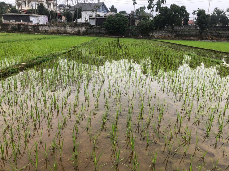 Hướng dẫn chăm sóc lúa mới cấy- Ảnh 3.