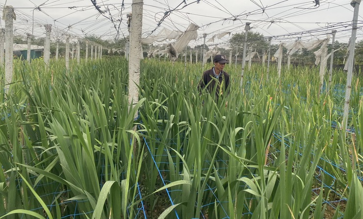 Người nông dân nỗ lực và sáng tạo- Ảnh 2.