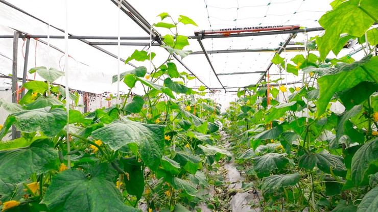 Đại Xuyên bứt phá toàn diện, vững bước vào mùa xuân mới Bính Ngọ 2026- Ảnh 3.