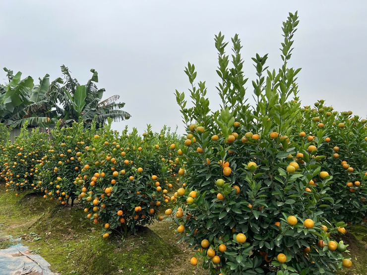 XUÂN VỀ TRÊN QUÊ HƯƠNG LÀNG KHOA BẢNG ĐÔNG NGẠC- Ảnh 1.