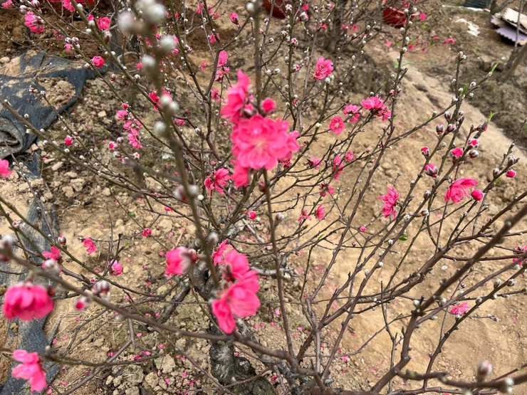 XUÂN VỀ TRÊN QUÊ HƯƠNG LÀNG KHOA BẢNG ĐÔNG NGẠC- Ảnh 2.