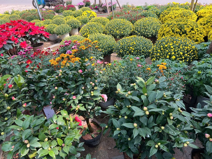 SẮC XUÂN ĐÔNG NGẠC- Ảnh 7.