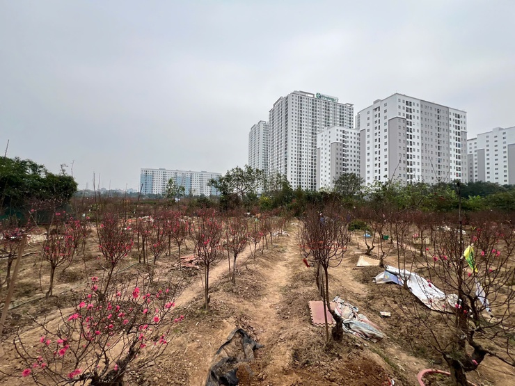 ĐÔNG NGẠC MÙA XUÂN VỀ- Ảnh 1.