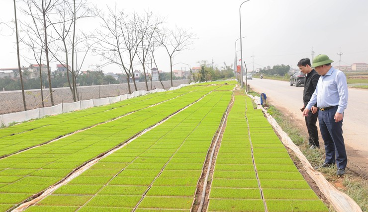 Đồng chí Bí thư Đảng uỷ - Nguyễn Mạnh Huy thăm đồng,kiểm tra sản xuất nông nghiệp trước thềm năm mới.- Ảnh 1.