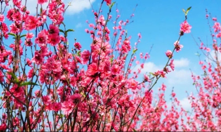 MỪNG ĐẢNG MỪNG XUÂN BÍNH NGỌ SANG - ĐẠI MỖ KHÍ THẾ THÊM RỘN RÀNG - NHÀ NHÀ HÂN HOAN MỪNG ĐÓN TẾT - PHÁO HOA RỰC RỠ SÁNG PHÙNG KHOANG- Ảnh 4.