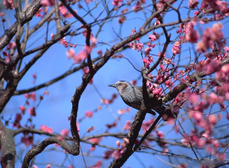 CHÚC MỪNG NĂM MỚI - XUÂN BÍNH NGỌ 2026- Ảnh 3.