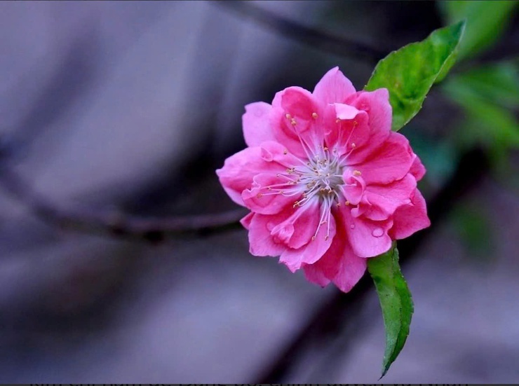 CHÚC MỪNG NĂM MỚI - XUÂN BÍNH NGỌ 2026- Ảnh 2.