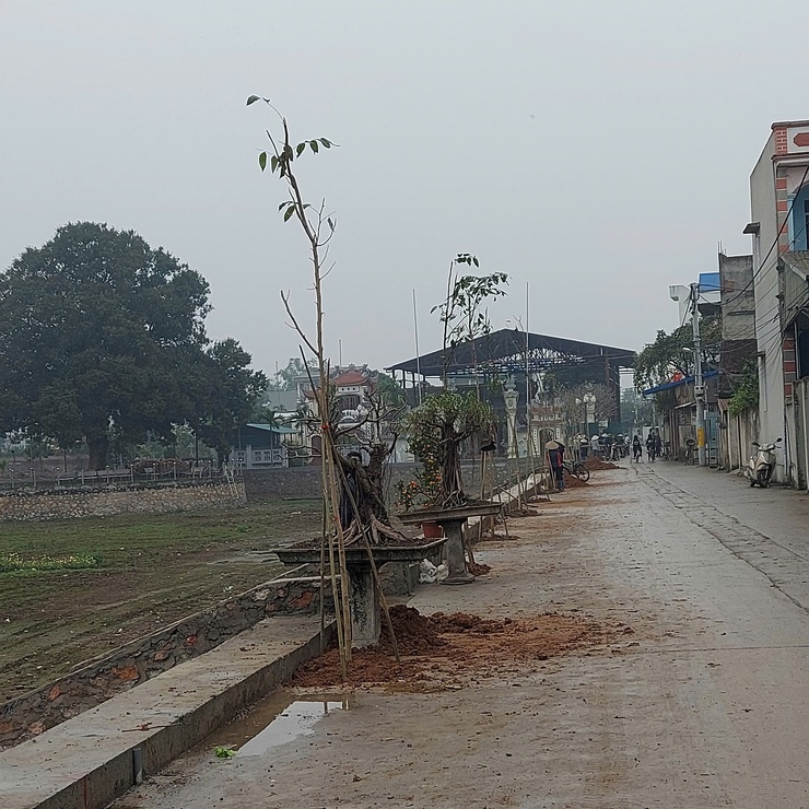 MÙA XUÂN LÀ TẾT TRỒNG CÂY- Ảnh 3.