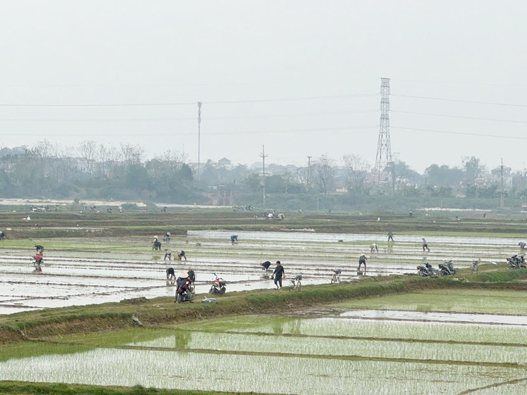 Hướng dẫn Quy trình kỹ thuật thâm canh lúa cải tiến (SRI)- Ảnh 1.