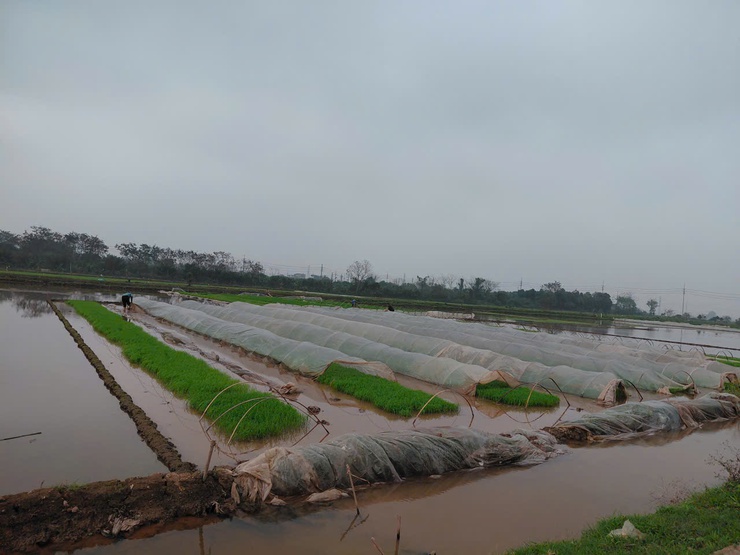 Nông dân xã Chương Dương chuyển không khí Xuân mới vào sản xuất- Ảnh 5.