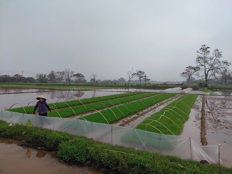 Nông dân xã Chương Dương chuyển không khí Xuân mới vào sản xuất- Ảnh 4.