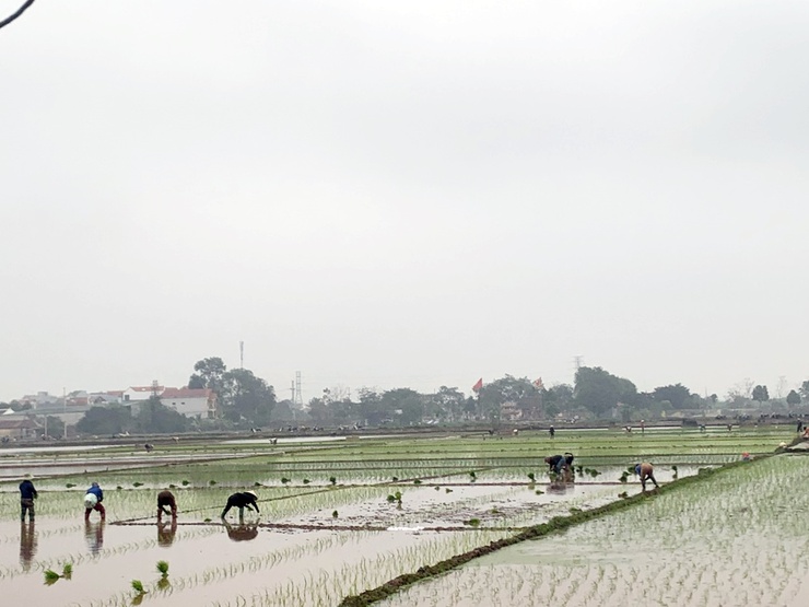 Nông dân Chương Mỹ chuyển không khí Xuân mới vào sản xuất- Ảnh 1.
