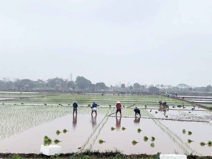 Nông dân Chương Mỹ chuyển không khí Xuân mới vào sản xuất- Ảnh 2.