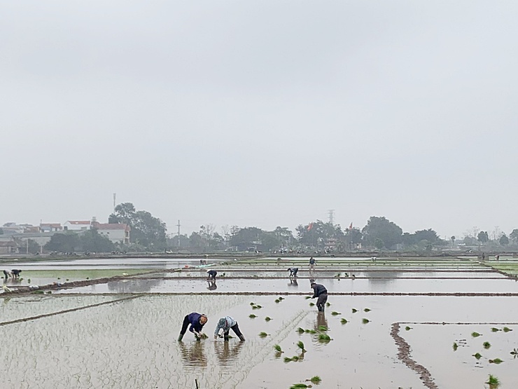 Nông dân Chương Mỹ chuyển không khí Xuân mới vào sản xuất- Ảnh 3.