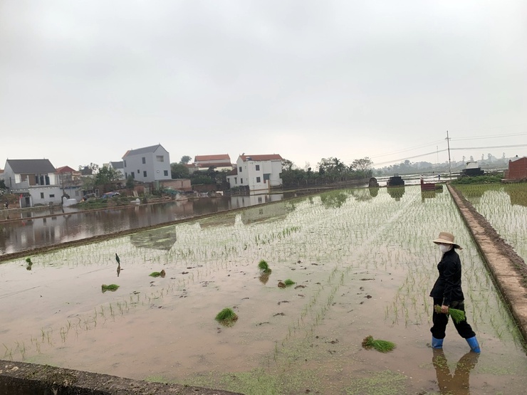 Nông dân Chương Mỹ chuyển không khí Xuân mới vào sản xuất- Ảnh 5.
