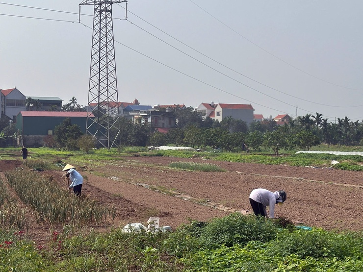 Nông dân Chương Mỹ chuyển không khí Xuân mới vào sản xuất- Ảnh 8.